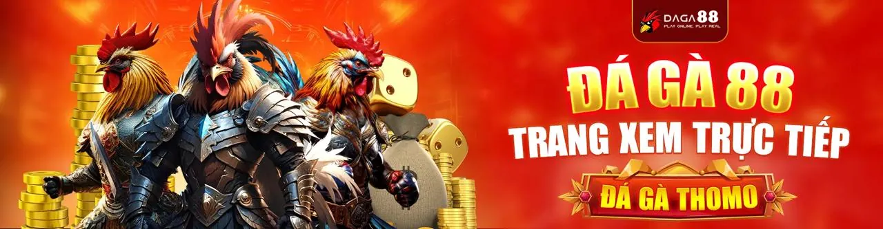 Trận đấu đá gà sôi động tại Dabet